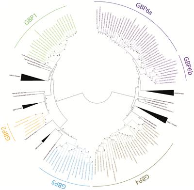 Evolution of guanylate binding protein genes shows a remarkable variability within bats (Chiroptera)